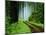 Unpaved Road in Redwoods Forest-Darrell Gulin-Mounted Photographic Print