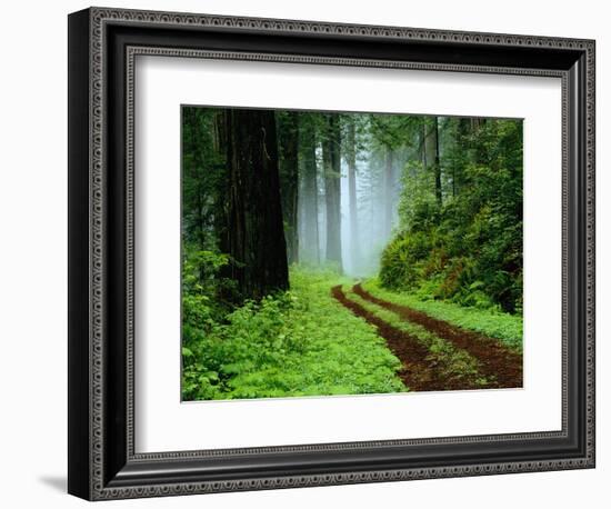 Unpaved Road in Redwoods Forest-Darrell Gulin-Framed Photographic Print