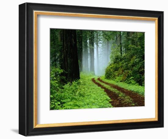 Unpaved Road in Redwoods Forest-Darrell Gulin-Framed Photographic Print