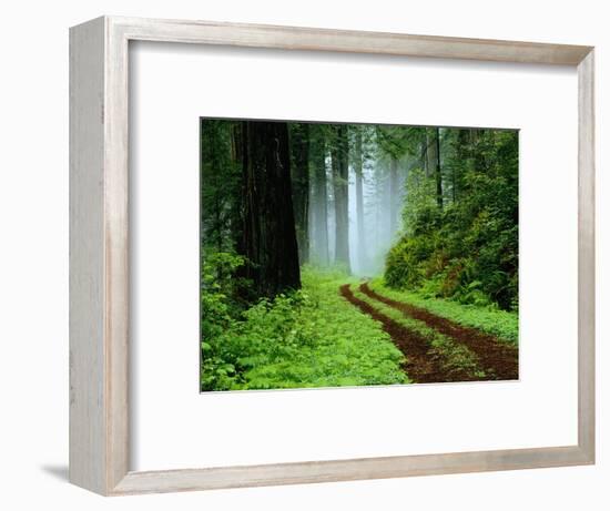 Unpaved Road in Redwoods Forest-Darrell Gulin-Framed Photographic Print