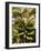 Unripe Bananas, Tenerife, Canary Islands, Spain, Europe-White Gary-Framed Photographic Print