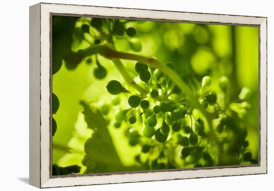 Unripe green grapes in detail on the vine in the vineyard with the sun-Axel Killian-Framed Premier Image Canvas