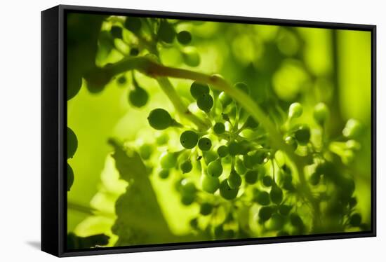 Unripe green grapes in detail on the vine in the vineyard with the sun-Axel Killian-Framed Premier Image Canvas