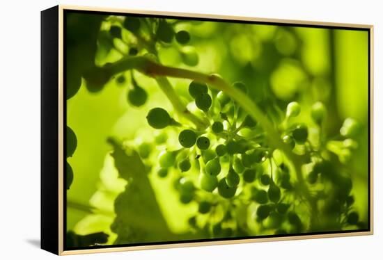 Unripe green grapes in detail on the vine in the vineyard with the sun-Axel Killian-Framed Premier Image Canvas