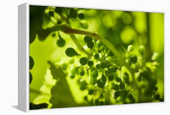 Unripe green grapes in detail on the vine in the vineyard with the sun-Axel Killian-Framed Premier Image Canvas