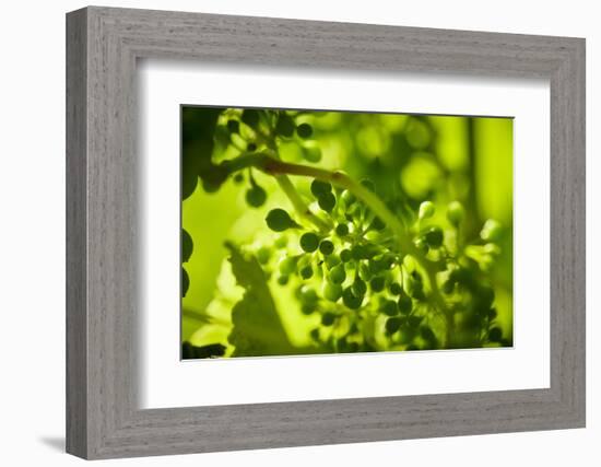 Unripe green grapes in detail on the vine in the vineyard with the sun-Axel Killian-Framed Photographic Print