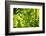 Unripe green grapes in detail on the vine in the vineyard with the sun-Axel Killian-Framed Photographic Print