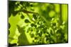 Unripe green grapes in detail on the vine in the vineyard with the sun-Axel Killian-Mounted Photographic Print