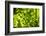 Unripe green grapes in detail on the vine in the vineyard with the sun-Axel Killian-Framed Photographic Print