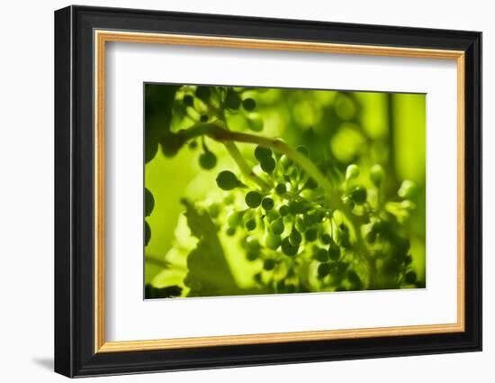 Unripe green grapes in detail on the vine in the vineyard with the sun-Axel Killian-Framed Photographic Print