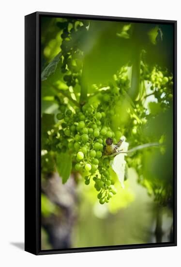 Unripe green grapes on the vine in the vineyard with the sun-Axel Killian-Framed Stretched Canvas
