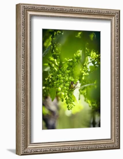 Unripe green grapes on the vine in the vineyard with the sun-Axel Killian-Framed Photographic Print