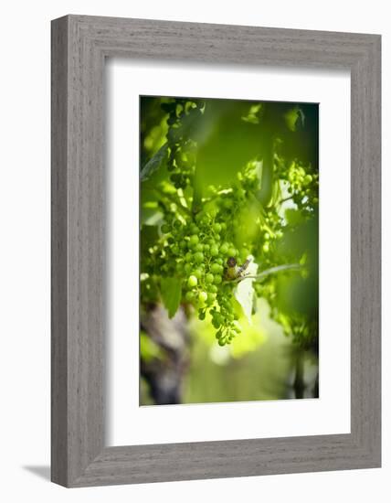 Unripe green grapes on the vine in the vineyard with the sun-Axel Killian-Framed Photographic Print