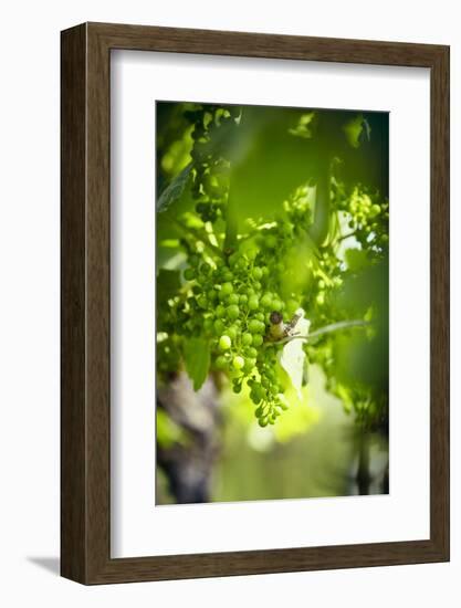 Unripe green grapes on the vine in the vineyard with the sun-Axel Killian-Framed Photographic Print