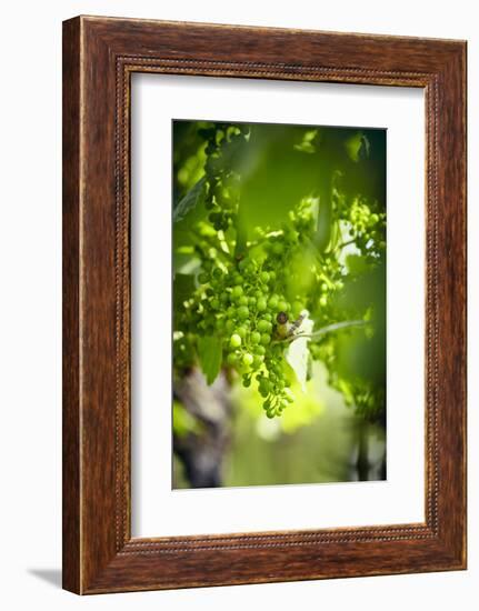 Unripe green grapes on the vine in the vineyard with the sun-Axel Killian-Framed Photographic Print