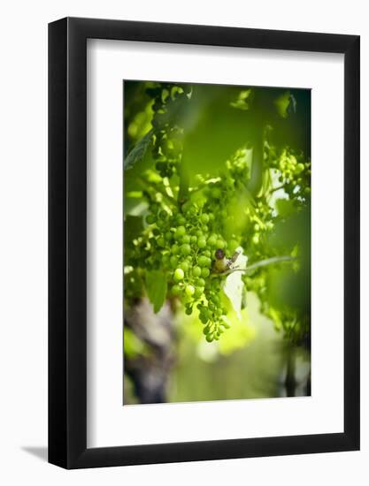 Unripe green grapes on the vine in the vineyard with the sun-Axel Killian-Framed Photographic Print
