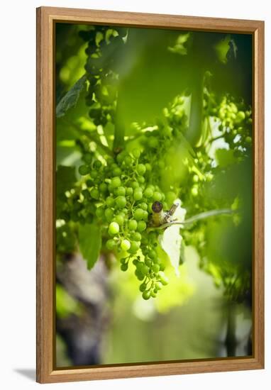 Unripe green grapes on the vine in the vineyard with the sun-Axel Killian-Framed Premier Image Canvas