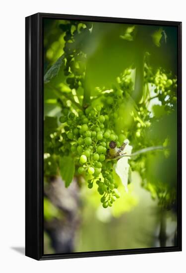 Unripe green grapes on the vine in the vineyard with the sun-Axel Killian-Framed Premier Image Canvas