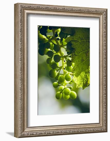 Unripe green grapes with vine leaves in detail, in the vineyard with the sun-Axel Killian-Framed Photographic Print