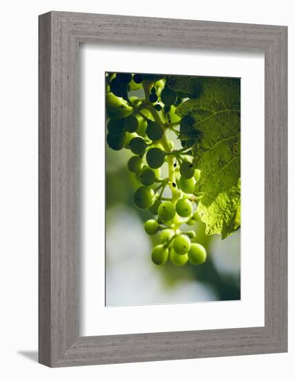 Unripe green grapes with vine leaves in detail, in the vineyard with the sun-Axel Killian-Framed Photographic Print
