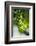 Unripe green grapes with vine leaves in detail, in the vineyard with the sun-Axel Killian-Framed Photographic Print