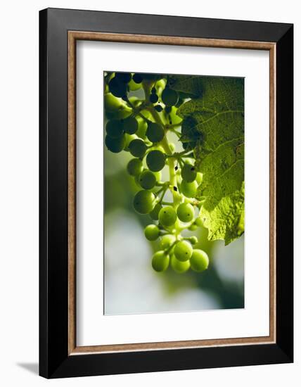 Unripe green grapes with vine leaves in detail, in the vineyard with the sun-Axel Killian-Framed Photographic Print