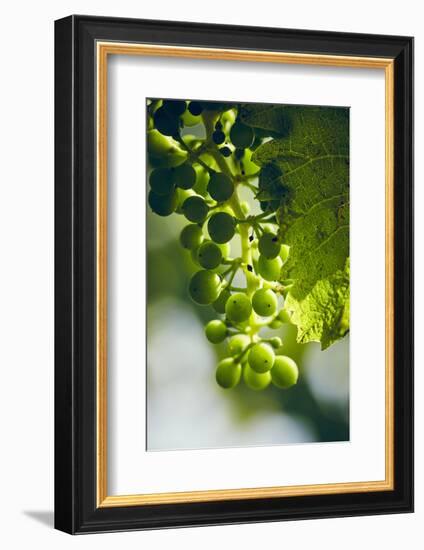 Unripe green grapes with vine leaves in detail, in the vineyard with the sun-Axel Killian-Framed Photographic Print