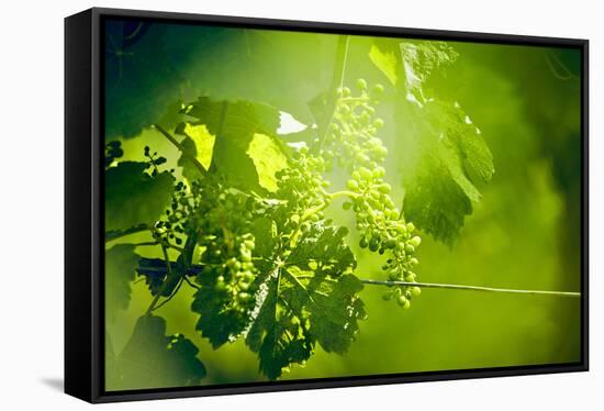 Unripe green grapes with wire on the vine in the vineyard with the sun-Axel Killian-Framed Stretched Canvas