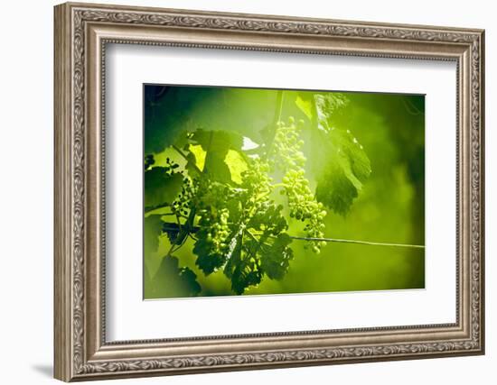 Unripe green grapes with wire on the vine in the vineyard with the sun-Axel Killian-Framed Photographic Print