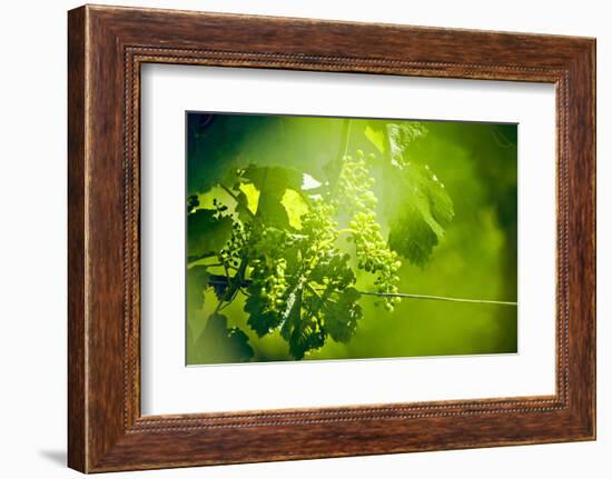 Unripe green grapes with wire on the vine in the vineyard with the sun-Axel Killian-Framed Photographic Print