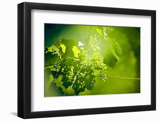 Unripe green grapes with wire on the vine in the vineyard with the sun-Axel Killian-Framed Photographic Print