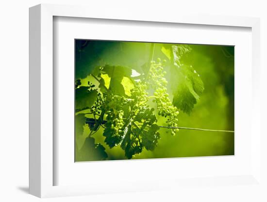 Unripe green grapes with wire on the vine in the vineyard with the sun-Axel Killian-Framed Photographic Print