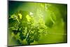 Unripe green grapes with wire on the vine in the vineyard with the sun-Axel Killian-Mounted Photographic Print