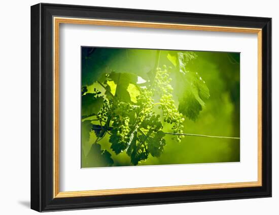 Unripe green grapes with wire on the vine in the vineyard with the sun-Axel Killian-Framed Photographic Print