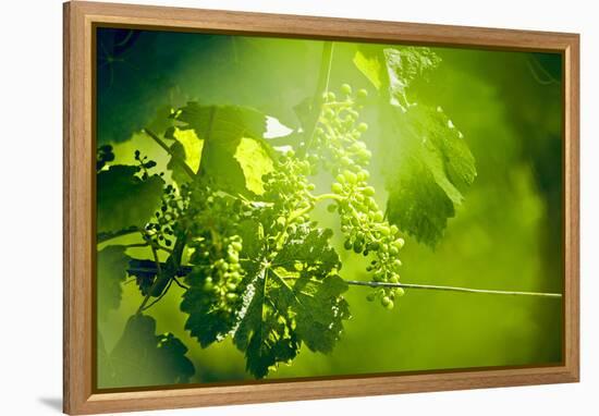 Unripe green grapes with wire on the vine in the vineyard with the sun-Axel Killian-Framed Premier Image Canvas