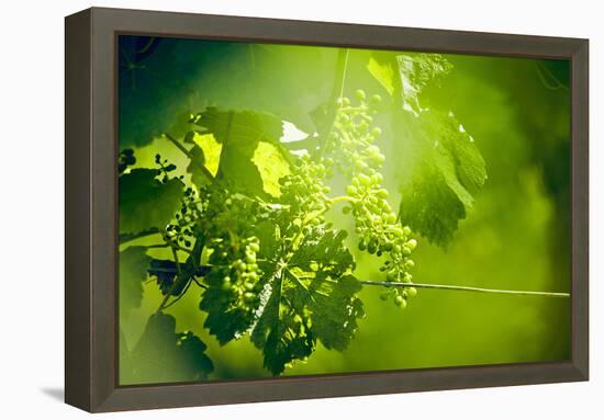 Unripe green grapes with wire on the vine in the vineyard with the sun-Axel Killian-Framed Premier Image Canvas