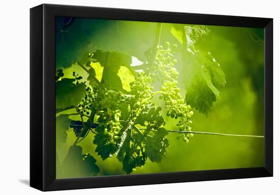 Unripe green grapes with wire on the vine in the vineyard with the sun-Axel Killian-Framed Premier Image Canvas