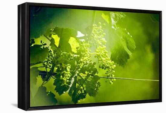 Unripe green grapes with wire on the vine in the vineyard with the sun-Axel Killian-Framed Premier Image Canvas