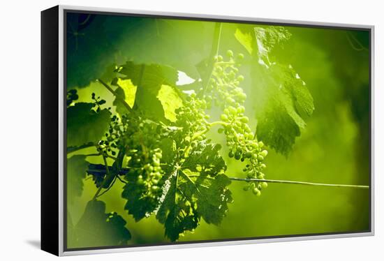 Unripe green grapes with wire on the vine in the vineyard with the sun-Axel Killian-Framed Premier Image Canvas