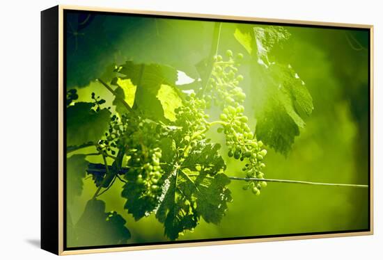 Unripe green grapes with wire on the vine in the vineyard with the sun-Axel Killian-Framed Premier Image Canvas