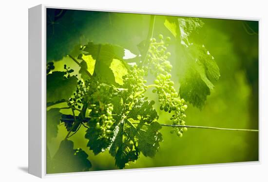 Unripe green grapes with wire on the vine in the vineyard with the sun-Axel Killian-Framed Premier Image Canvas