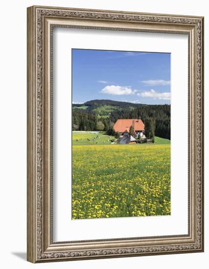 Unterfallengrundhof (Farmhouse) in Spring, Guetenbach, Black Forest, Baden Wurttemberg, Germany-Markus Lange-Framed Photographic Print