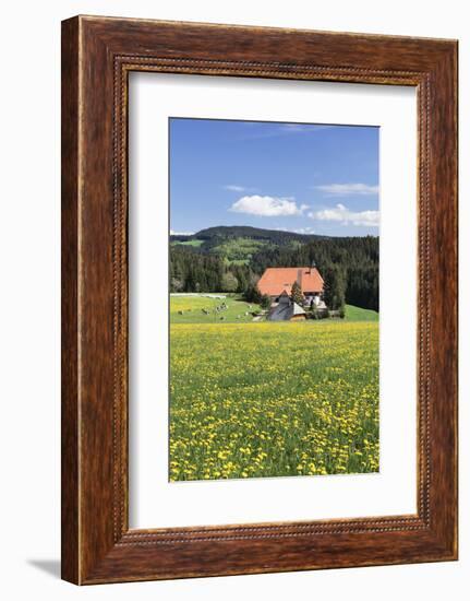 Unterfallengrundhof (Farmhouse) in Spring, Guetenbach, Black Forest, Baden Wurttemberg, Germany-Markus Lange-Framed Photographic Print