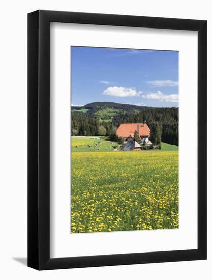 Unterfallengrundhof (Farmhouse) in Spring, Guetenbach, Black Forest, Baden Wurttemberg, Germany-Markus Lange-Framed Photographic Print