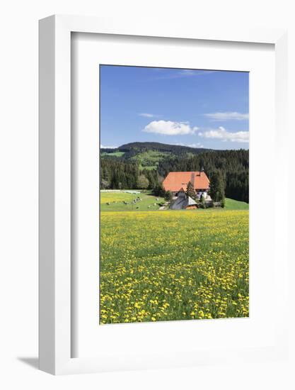 Unterfallengrundhof (Farmhouse) in Spring, Guetenbach, Black Forest, Baden Wurttemberg, Germany-Markus Lange-Framed Photographic Print