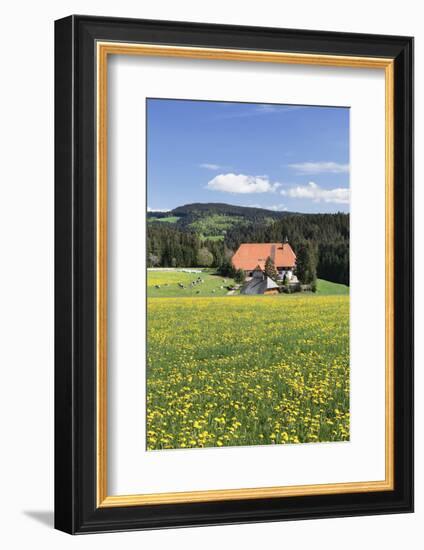 Unterfallengrundhof (Farmhouse) in Spring, Guetenbach, Black Forest, Baden Wurttemberg, Germany-Markus Lange-Framed Photographic Print