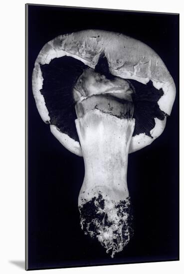 Untitled, 1990-2000-Didier Gaillard-Mounted Photographic Print