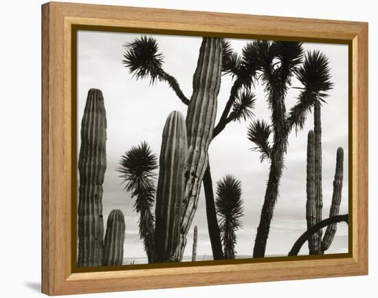 Untitled (Cactus and Joshua Trees, Mexico), c. 1967-1969 (b/w photo)-Brett Weston-Framed Premier Image Canvas