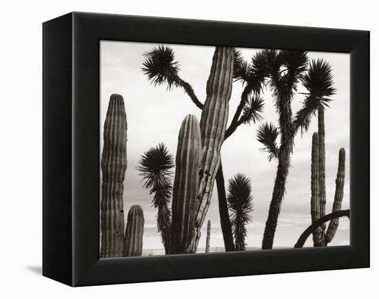 Untitled (Cactus and Joshua Trees, Mexico), c. 1967-1969 (b/w photo)-Brett Weston-Framed Premier Image Canvas