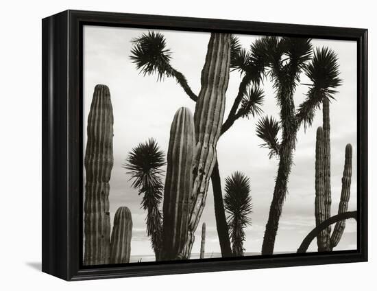 Untitled (Cactus and Joshua Trees, Mexico), c. 1967-1969 (b/w photo)-Brett Weston-Framed Premier Image Canvas
